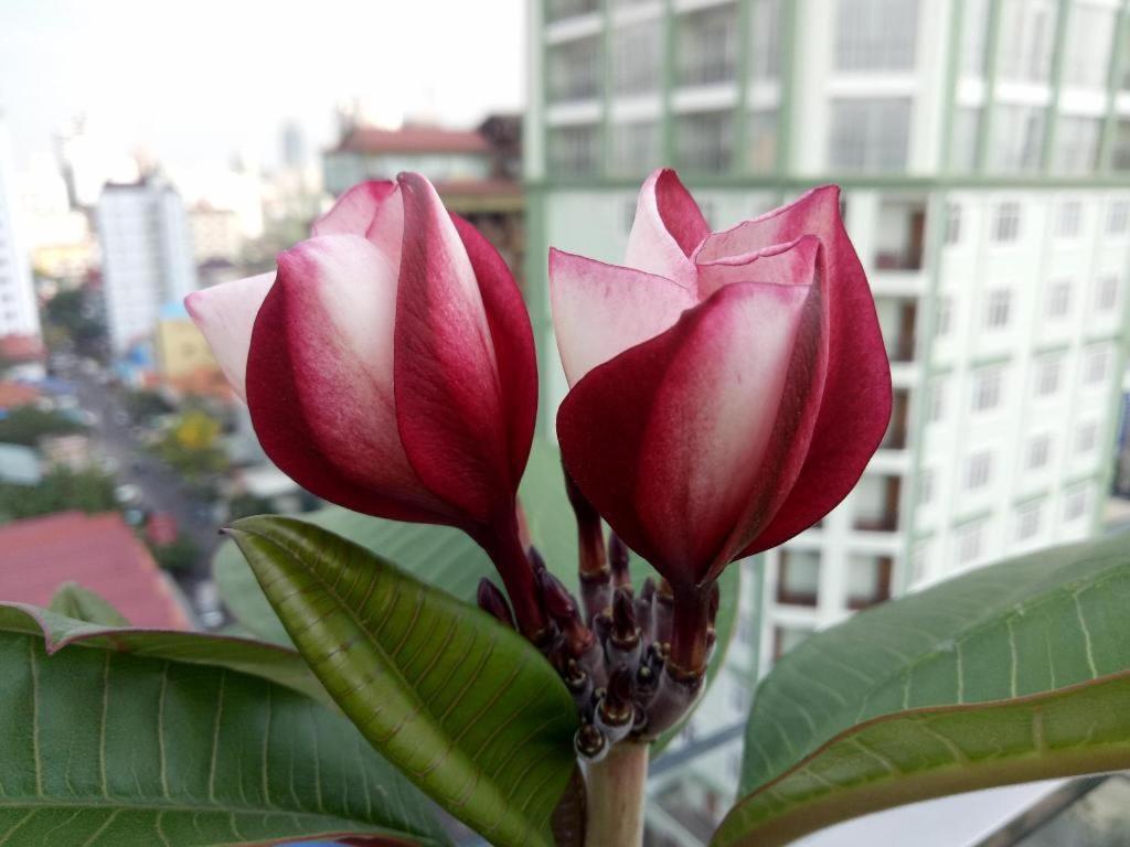 V Boutique Hotel Phnom Penh Eksteriør bilde